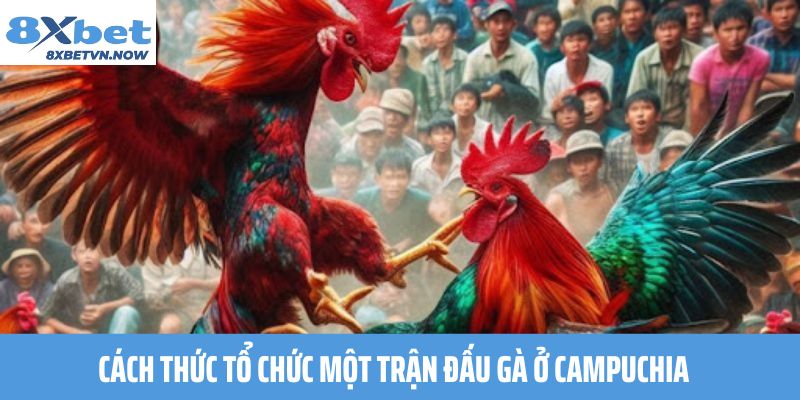 Cách thức tổ chức một trận đấu gà ở Campuchia