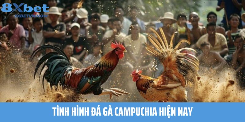 Tình hình đá gà Campuchia hiện nay