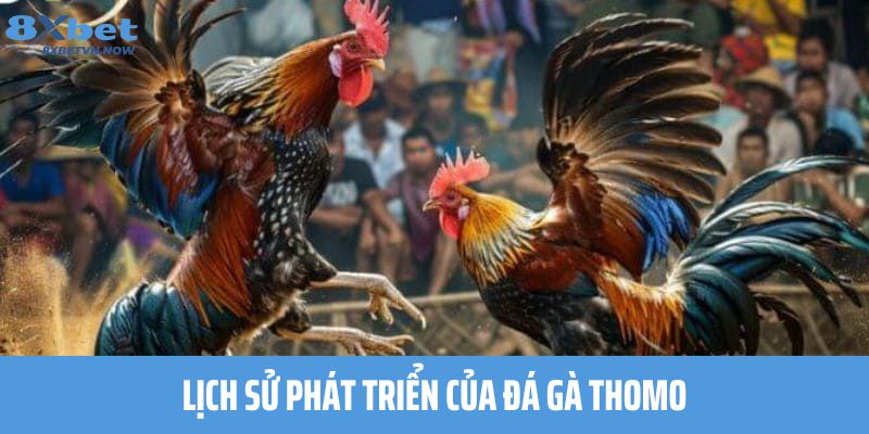 Lịch sử phát triển của Đá Gà Thomo