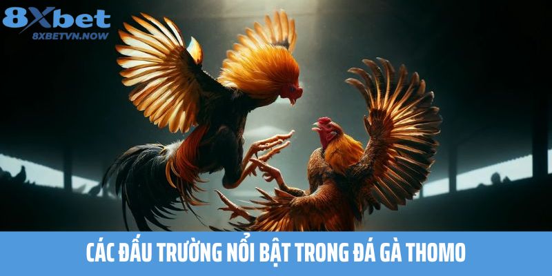 Các đấu trường nổi bật trong Đá Gà Thomo